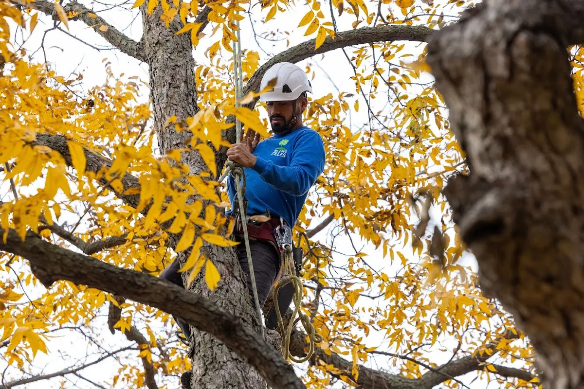 Skilled Tree Planting crew working in Magnolia